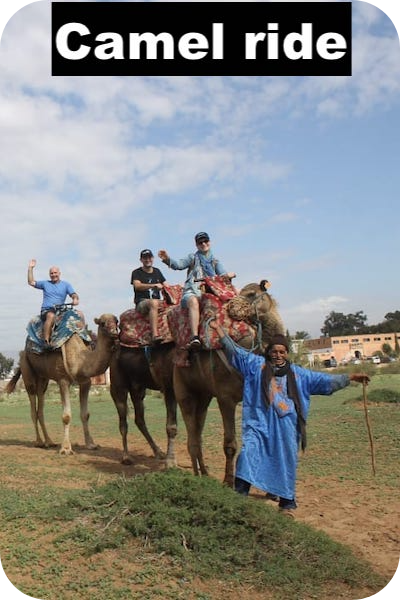 camel ride agadir, taghazout camel ride