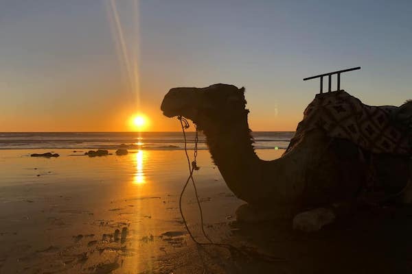 Camel rides in Agadir