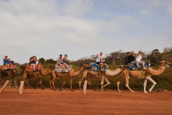 Camel riding in Agadir