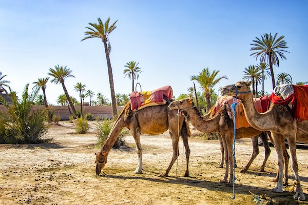 Camel riding in Marrakech 