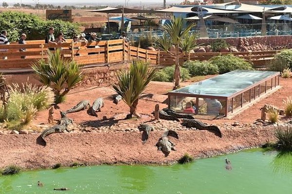 Croco Parc Visit from Agadir