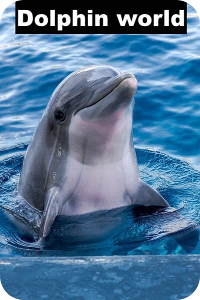 dolphin world agadir
