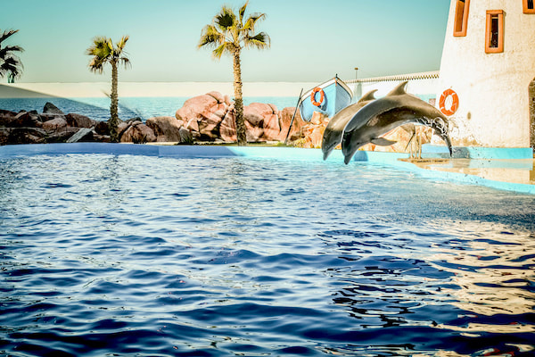 Dolphin World visit from Agadir