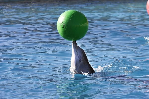 Dolphin World trip from Agadir