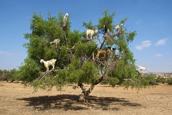 Goat on the tree trip Marrakech