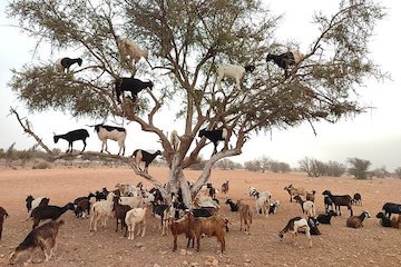 goats on the tree agadir taghazout morocco