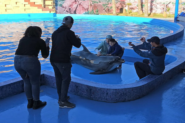 Dolphin World day trip from Agadir