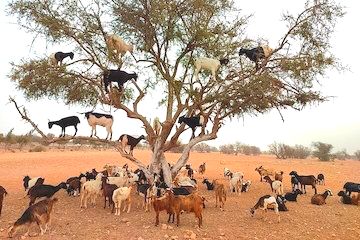Goats on the tree agadir Morocco