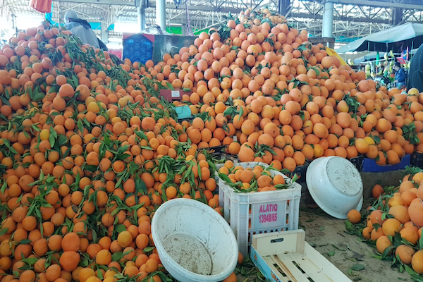 Agadir local market excursion